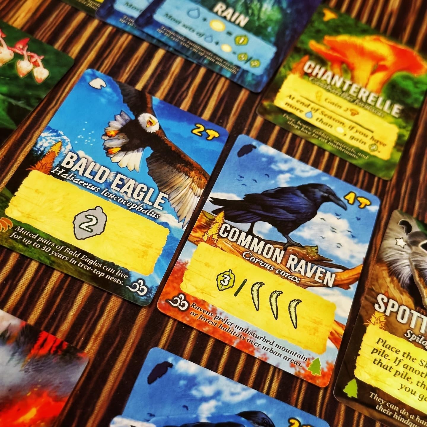 Canopy Evergreen – Strategy Board Game – for 1 to 4 Players and Ages 10+
