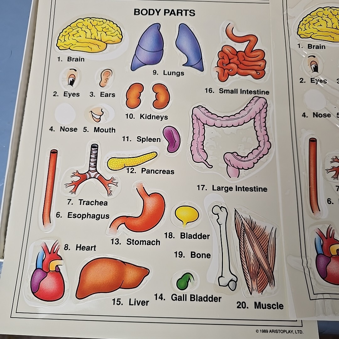 Some Body: Five Human Anatomy Games 1999 Ages 6 And Up Missing Some Stickers