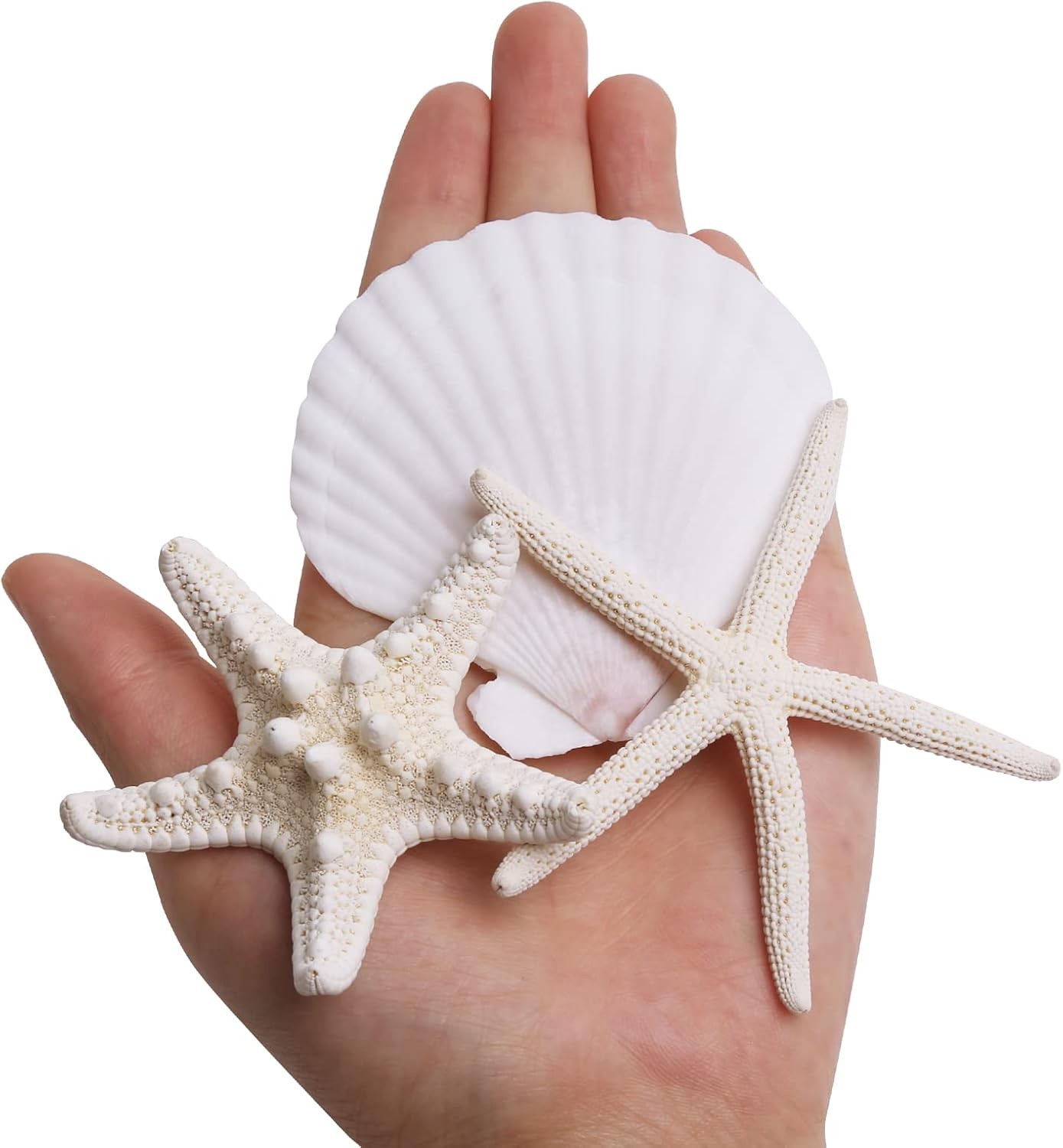 JQAQJU 3-4 Inches Large Starfish and Scallop Shells for Crafts 12PCS,…
