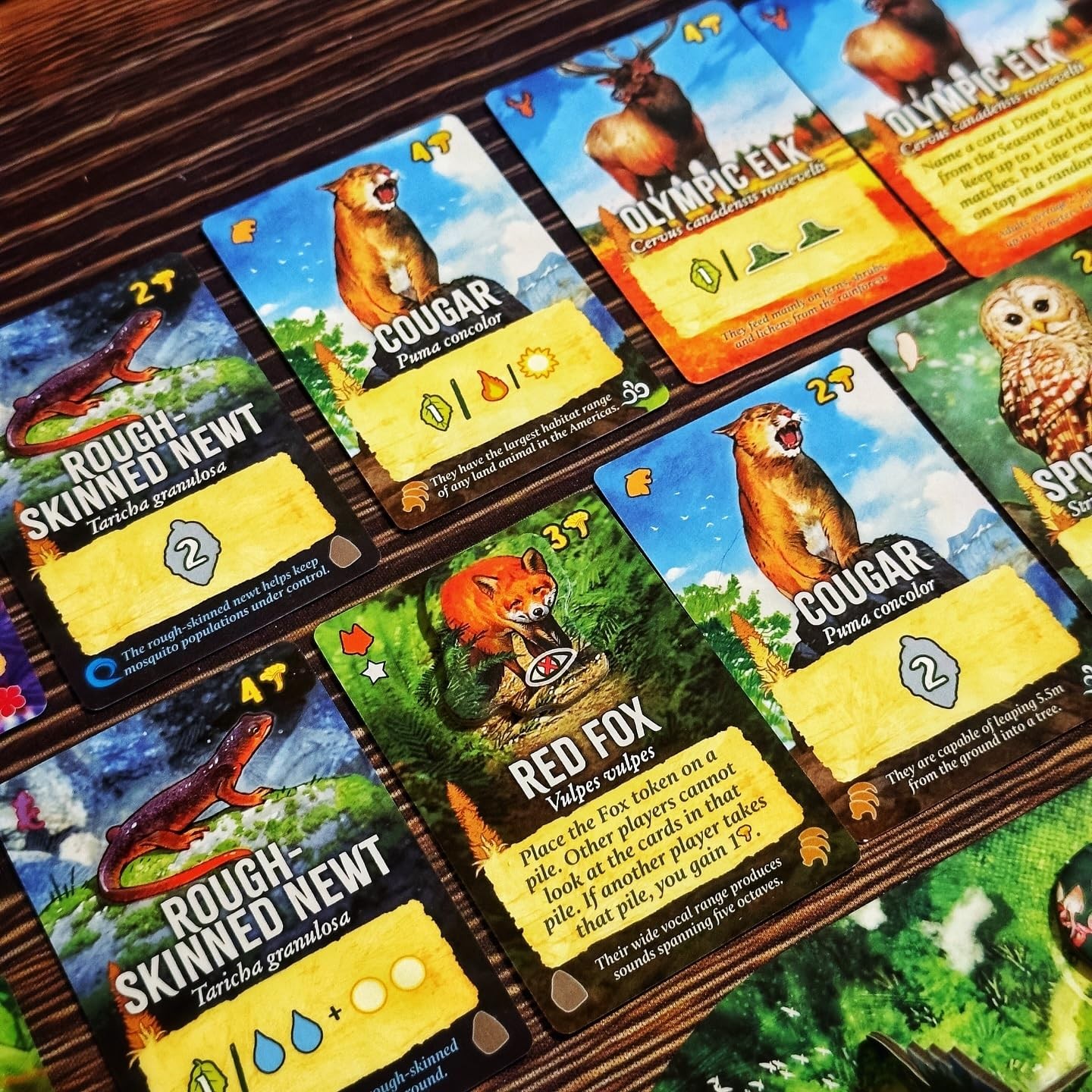 Canopy Evergreen – Strategy Board Game – for 1 to 4 Players and Ages 10+