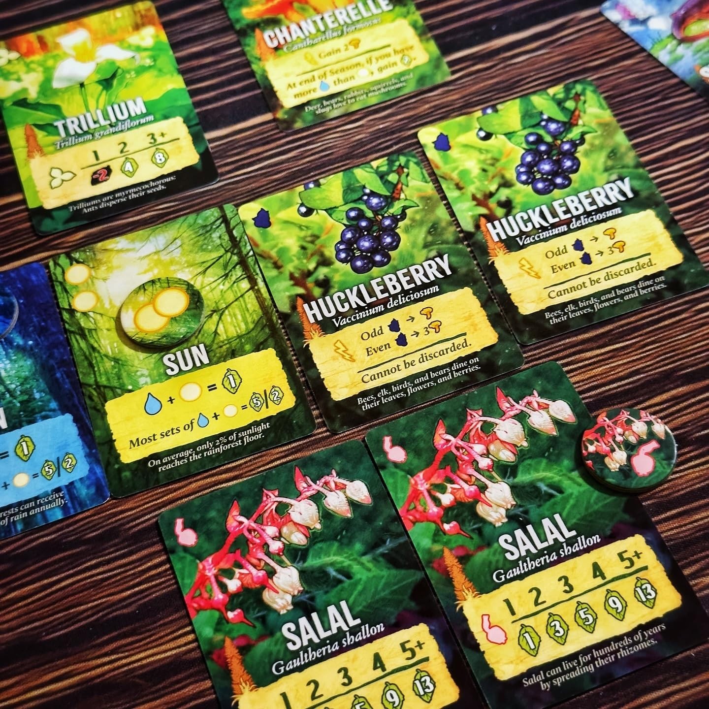 Canopy Evergreen – Strategy Board Game – for 1 to 4 Players and Ages 10+