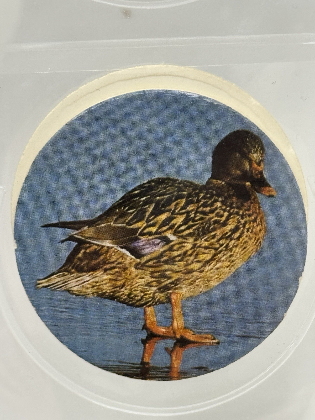 Vintage Rare! 1990’s Female Mallard Duck POG Wildlife Milk Cap