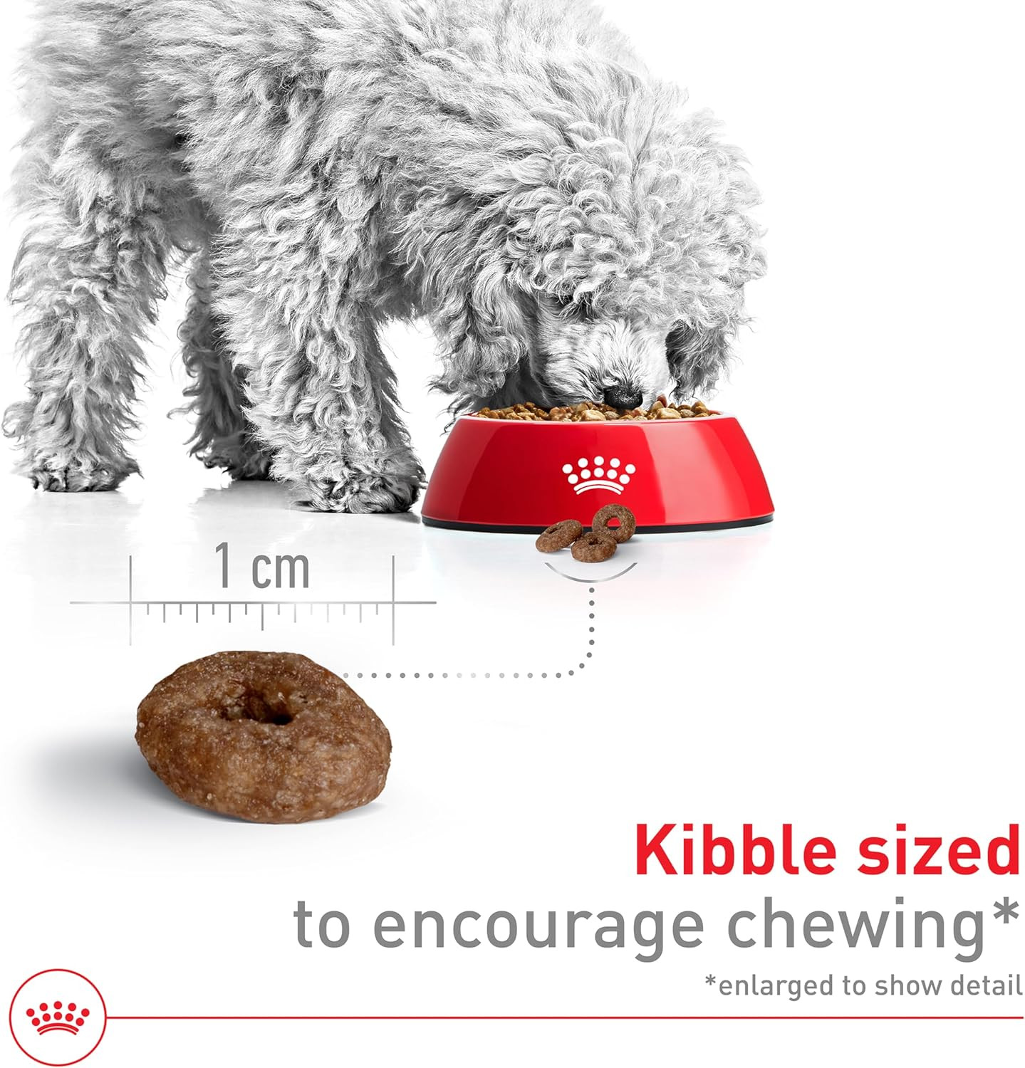 Royal Canin Size Health Nutrition Small Aging 12+ Senior Dry Dog Food, 2.5 Lb Ba