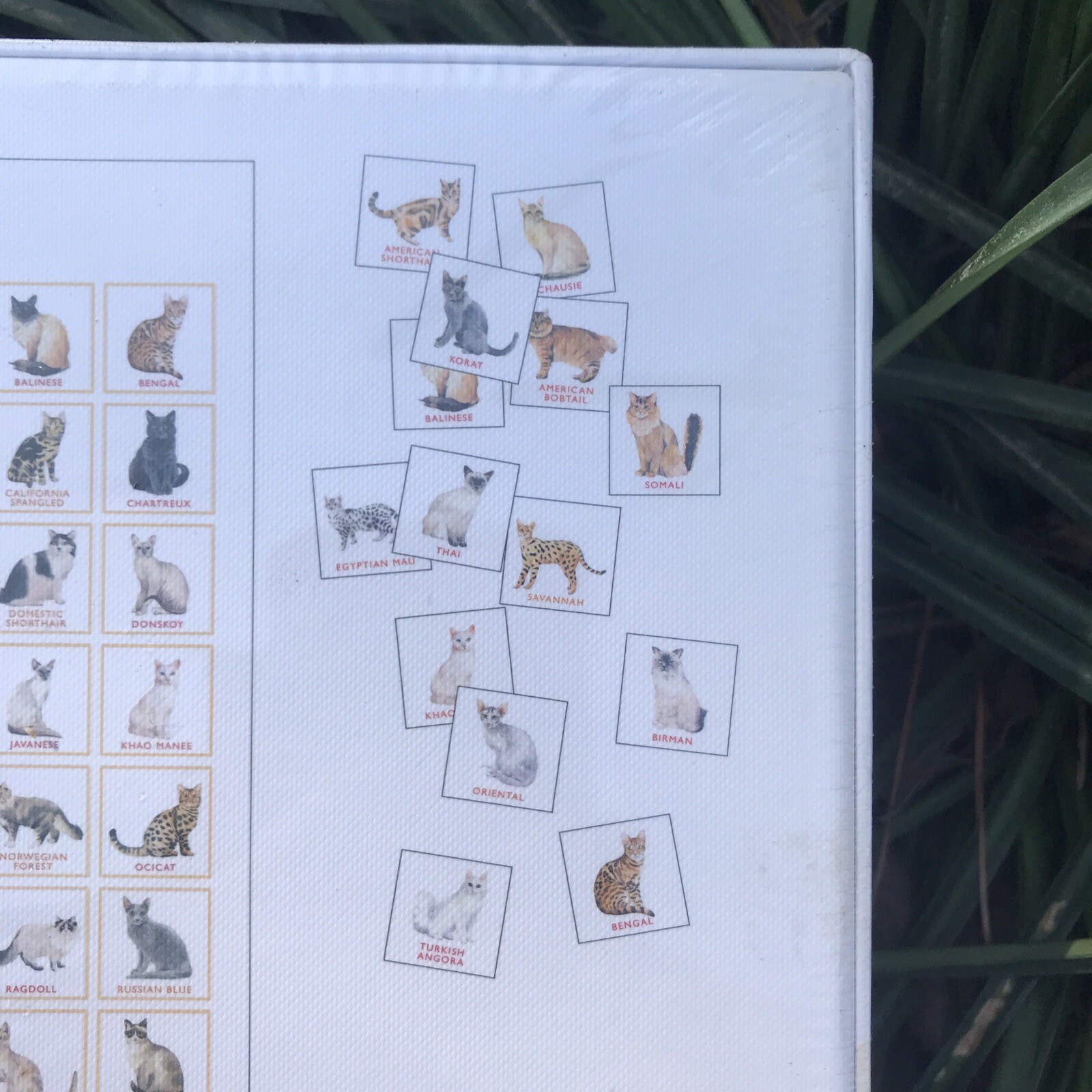 Cat Bingo by Marcel George Cat 64 Breeds Board Game Tonkinese Siamese Bengal
