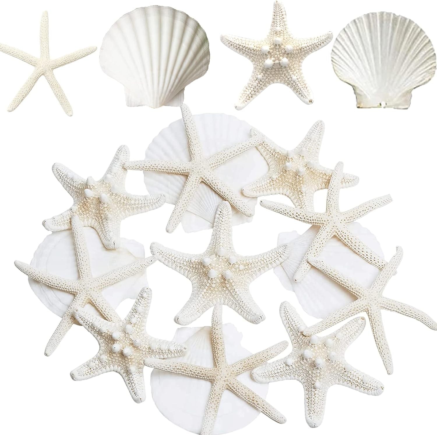 JQAQJU 3-4 Inches Large Starfish and Scallop Shells for Crafts 12PCS,…