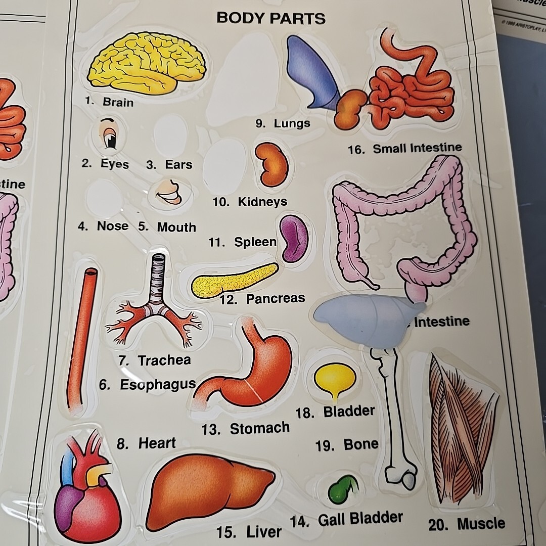 Some Body: Five Human Anatomy Games 1999 Ages 6 And Up Missing Some Stickers