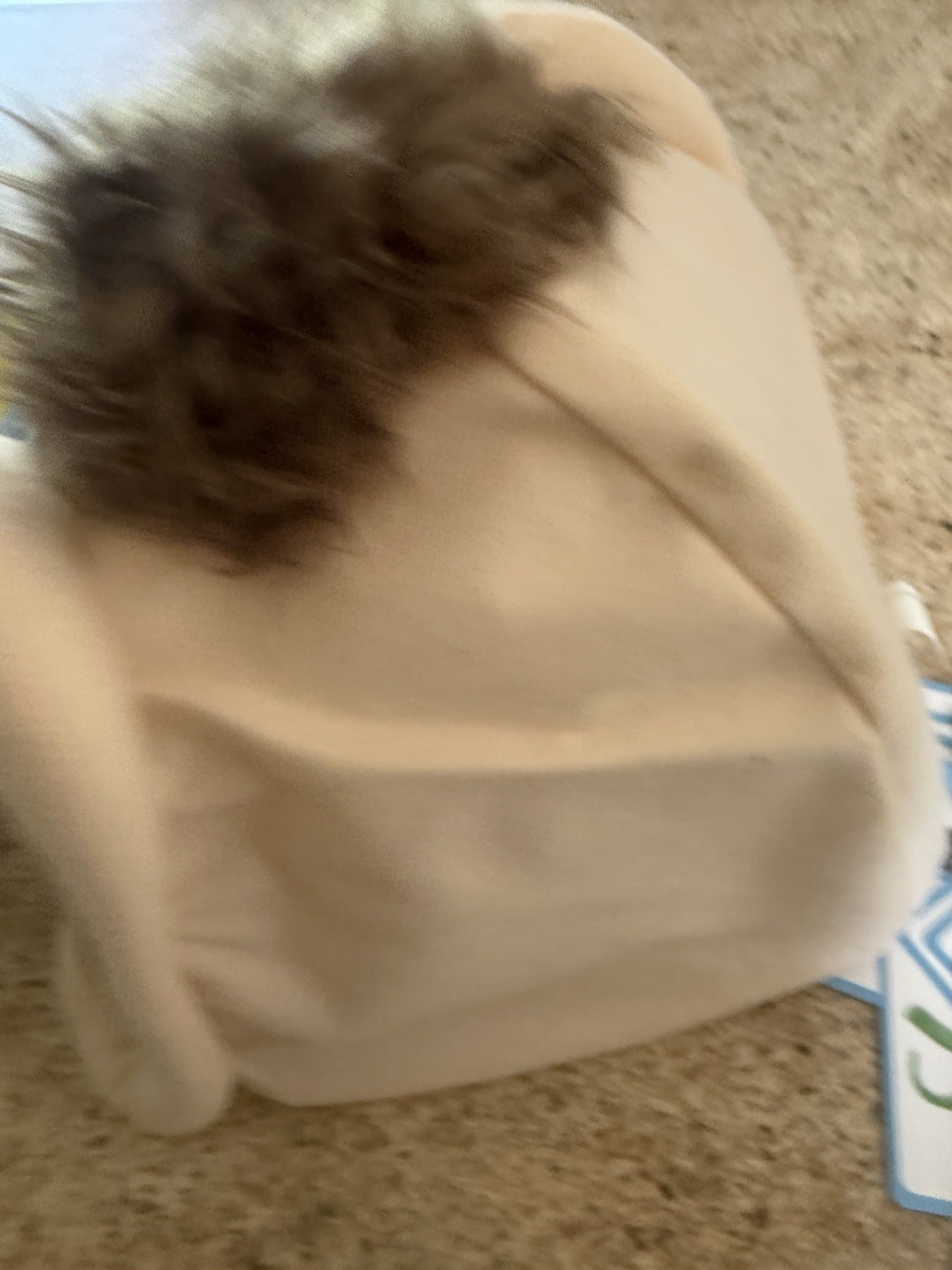 WHAT’S IN NED’S HEAD? – Family Game GROSS-OUT FUN – Goliath Games 2020