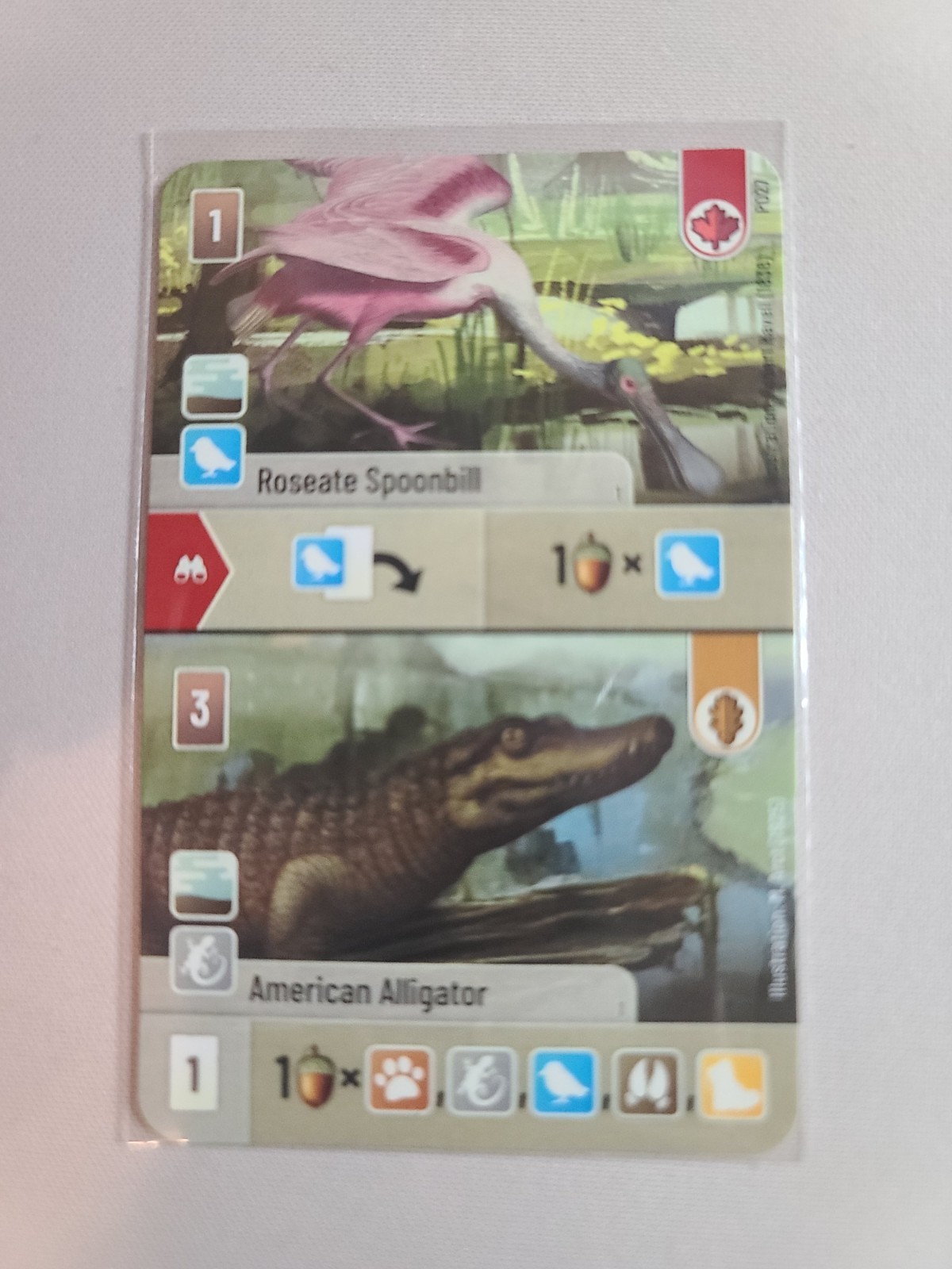 Forest Shuffle – Roseate Spoonbill/American Alligator – Dice Tower 2025 – Promo
