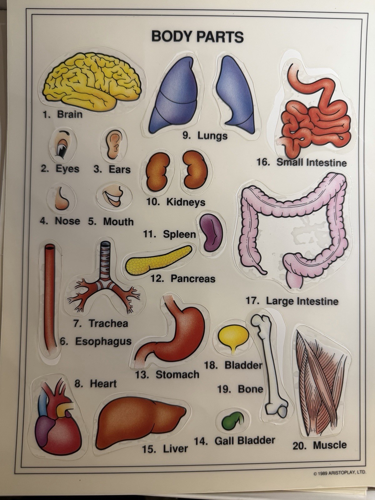 Some Body Five Human Anatomy Games Near COMPLETE NO INSTRUCTIONS Aristoplay 1999