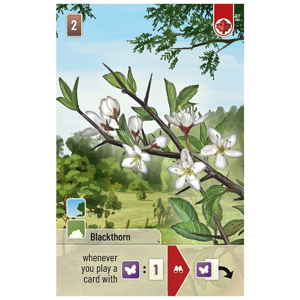 Woodland Edge Expansion Forest Shuffle Card Game Family Lookout LK0185 Board