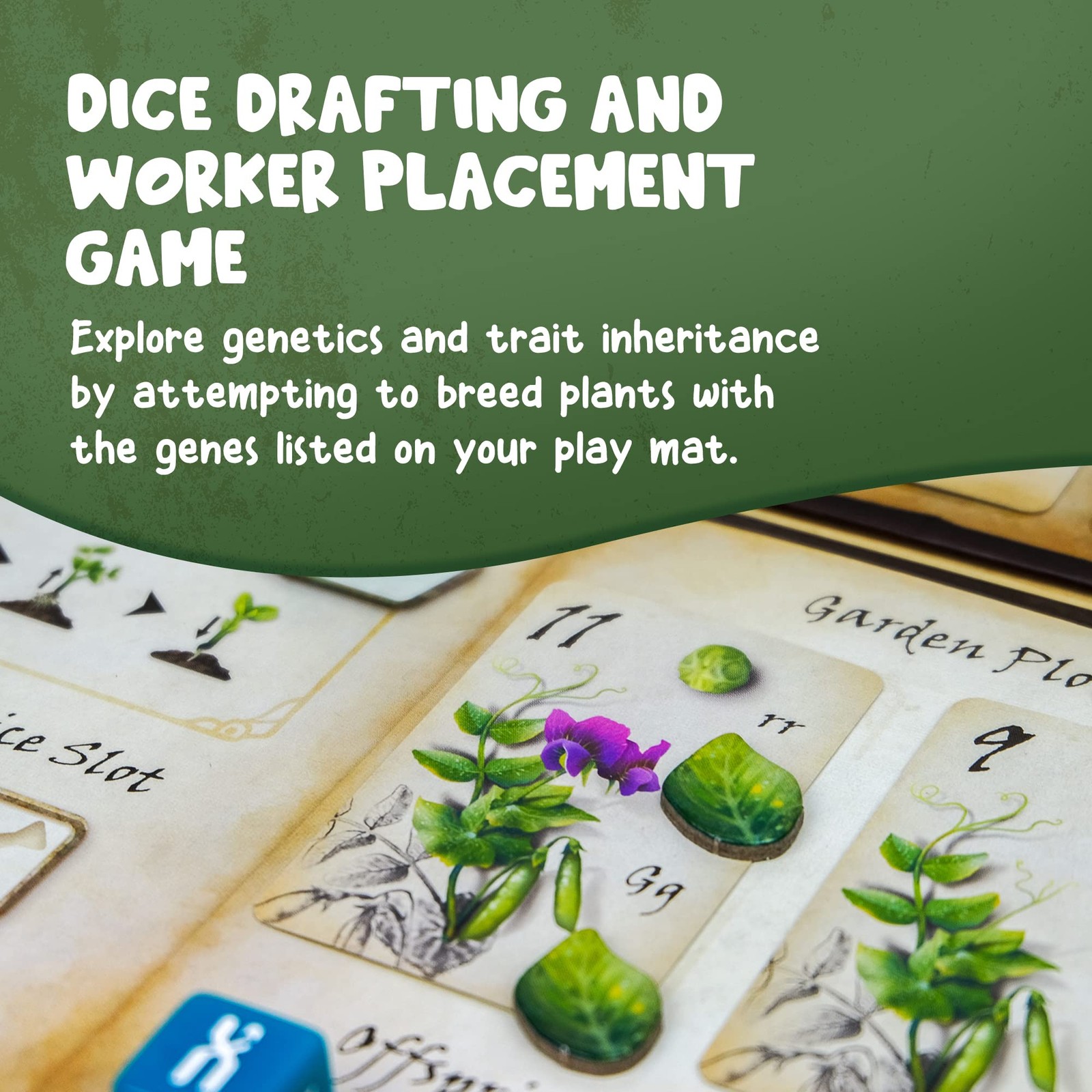 Genotype: Mensa Award Winning Genetics Board Game about Mendel’s Pea Plants