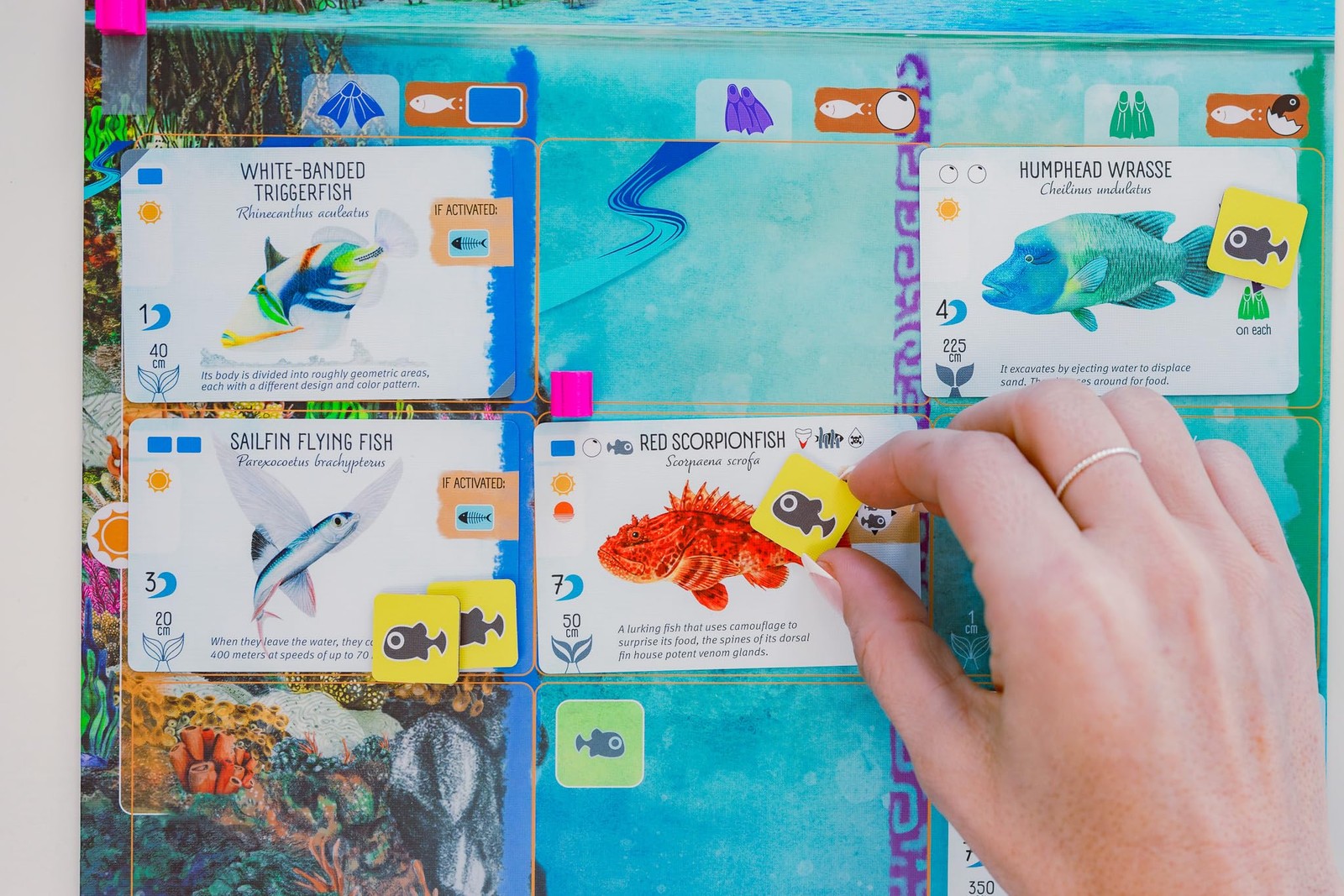 Stonemaier Games: Finspan – A Wingspan Game by David Gordon & Michael O’Conne…
