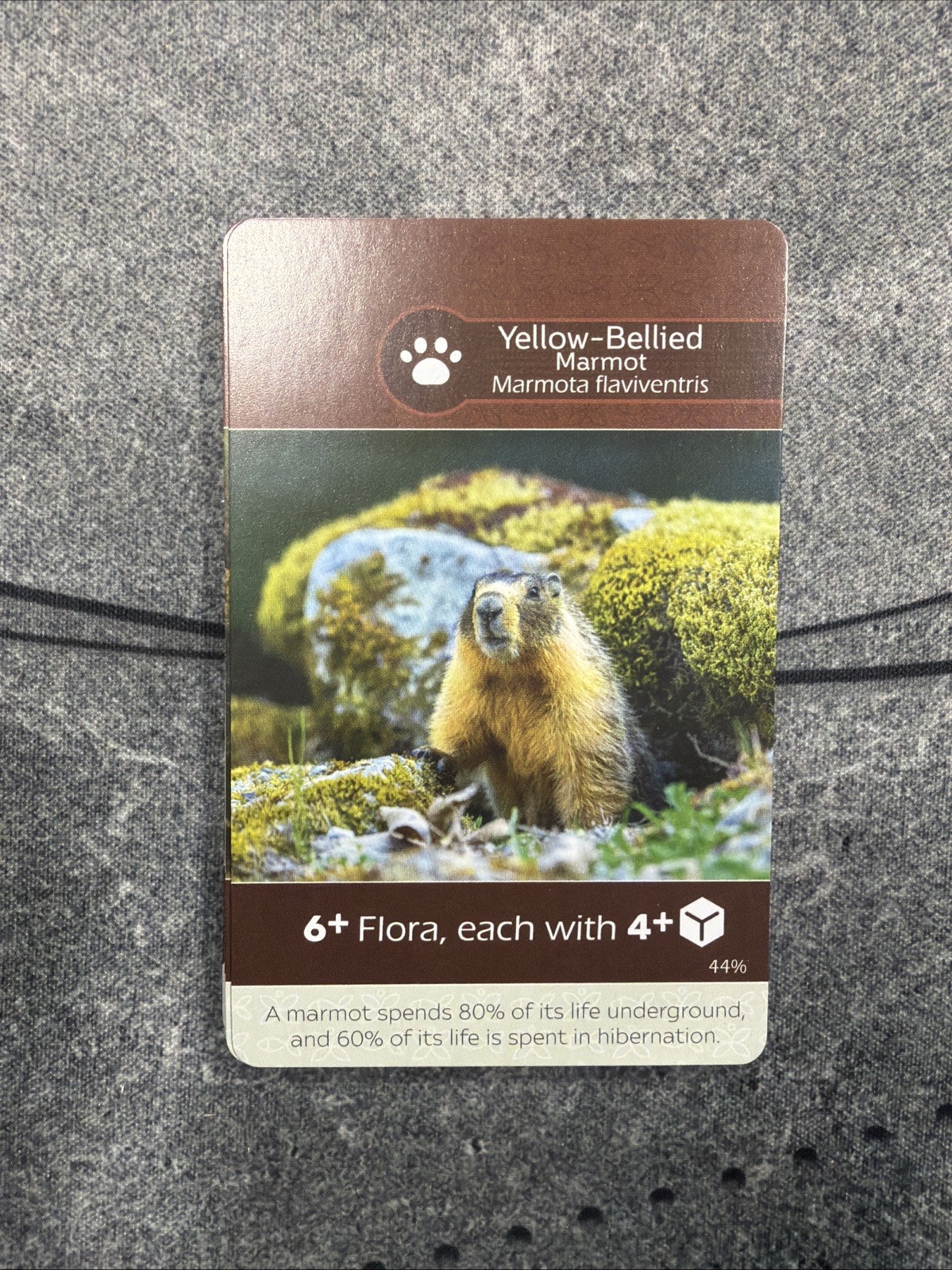 Fauna Cards Earth Board Game Replacement Parts Inside Up Games