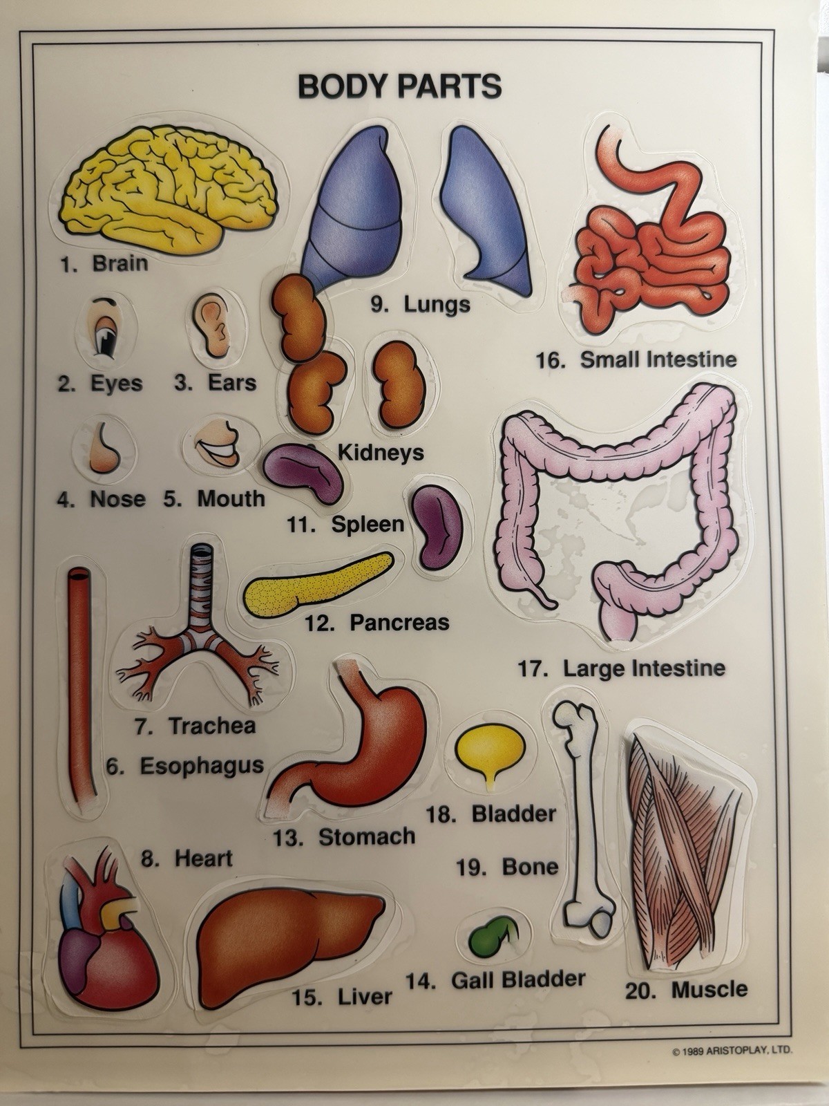 Some Body Five Human Anatomy Games Near COMPLETE NO INSTRUCTIONS Aristoplay 1999