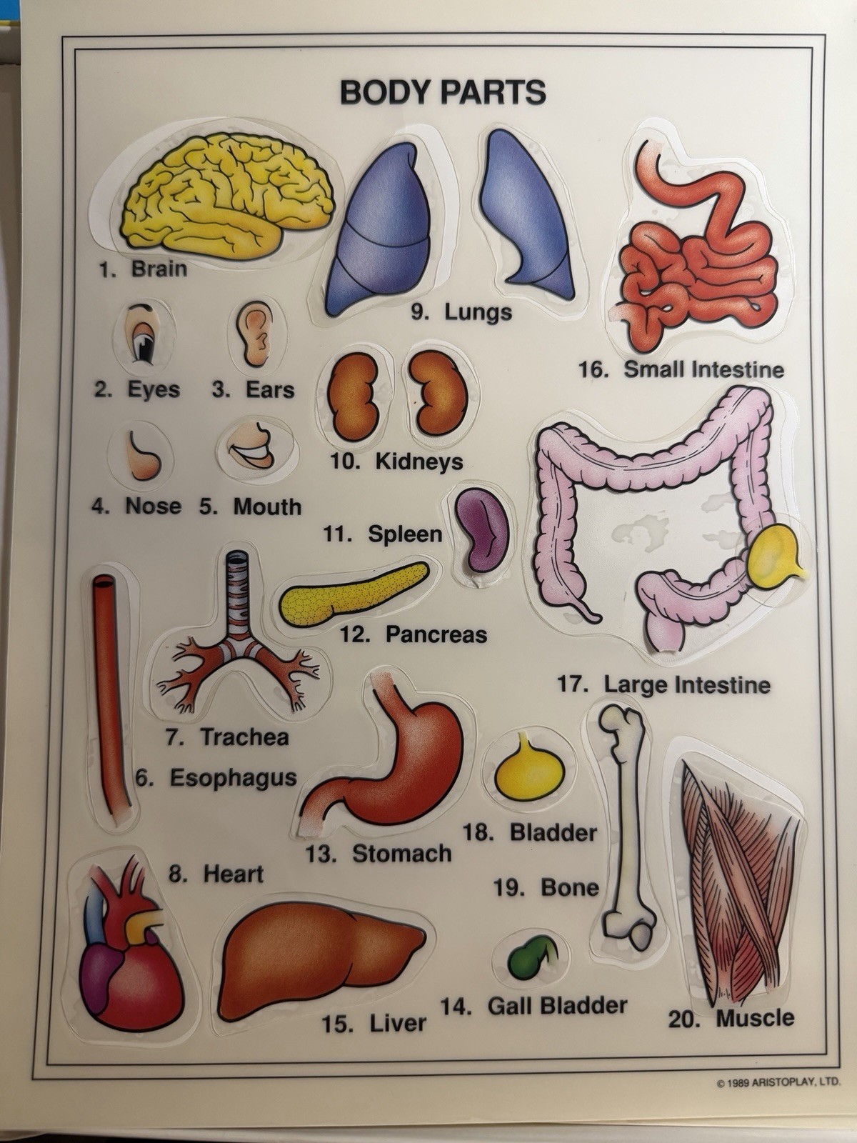 Some Body Five Human Anatomy Games Near COMPLETE NO INSTRUCTIONS Aristoplay 1999
