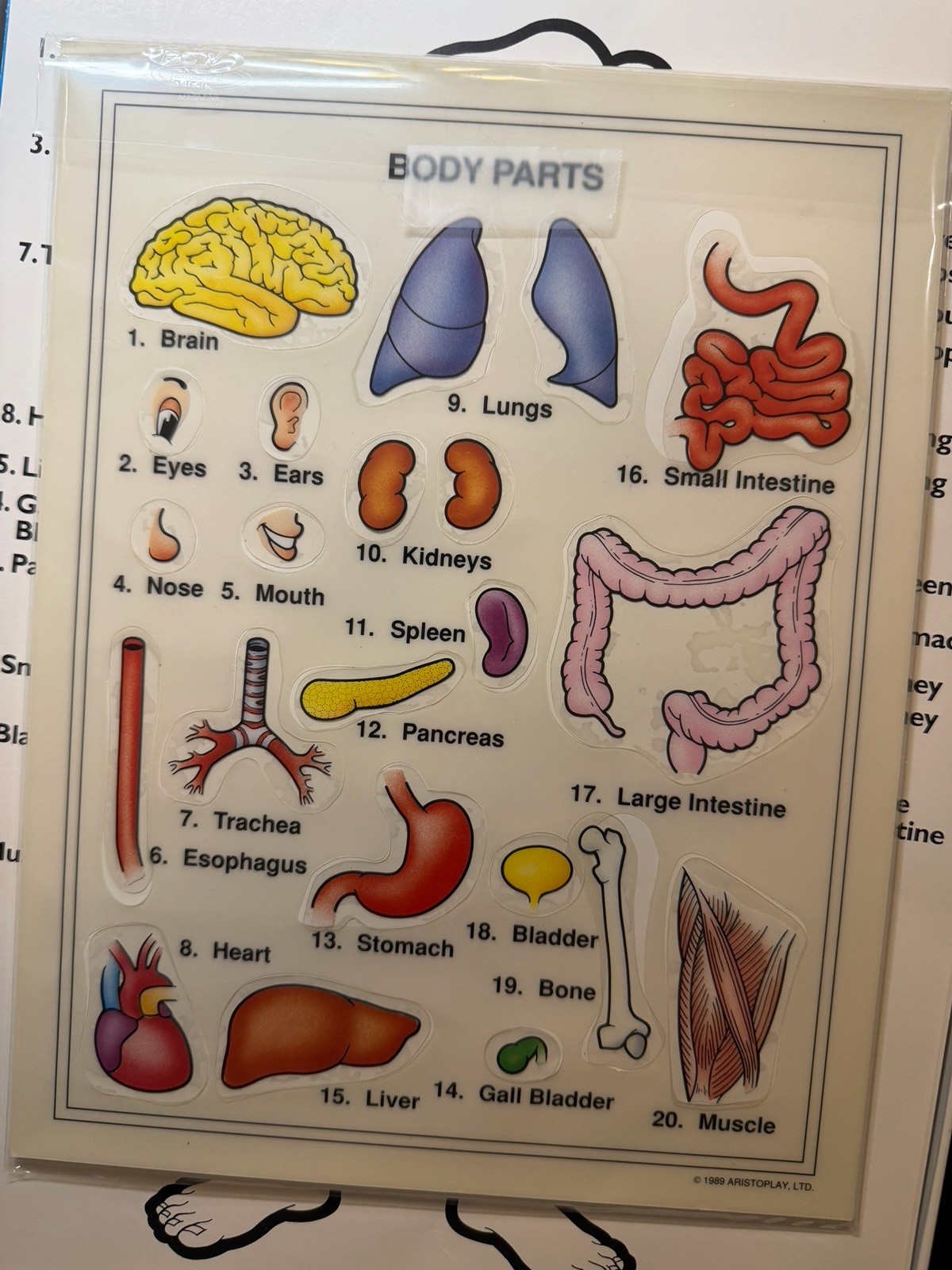 Some Body Five Human Anatomy Games Near COMPLETE NO INSTRUCTIONS Aristoplay 1999