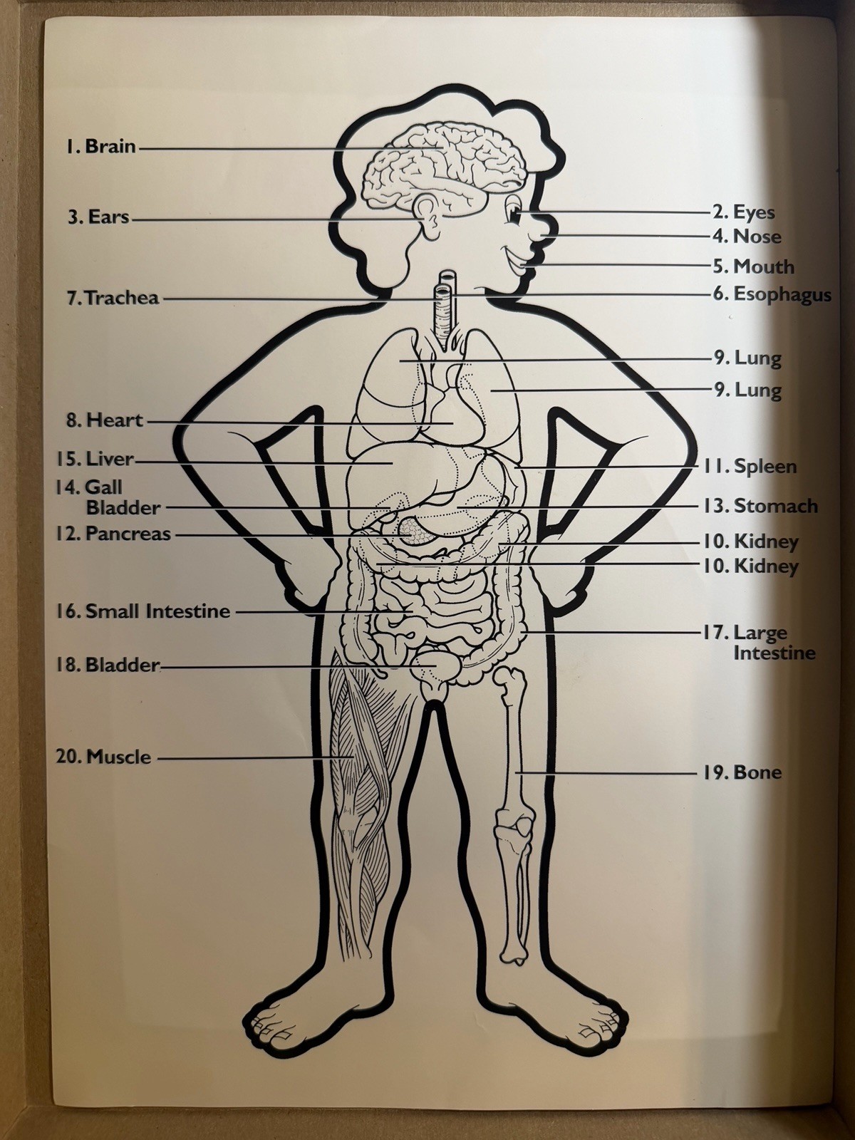 Some Body Five Human Anatomy Games Near COMPLETE NO INSTRUCTIONS Aristoplay 1999