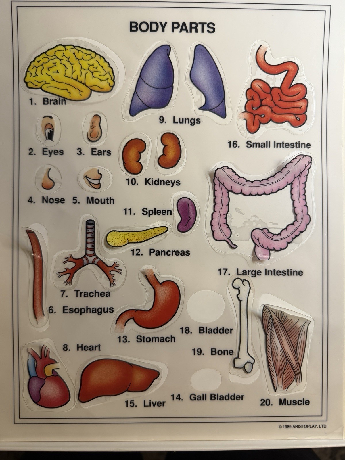 Some Body Five Human Anatomy Games Near COMPLETE NO INSTRUCTIONS Aristoplay 1999