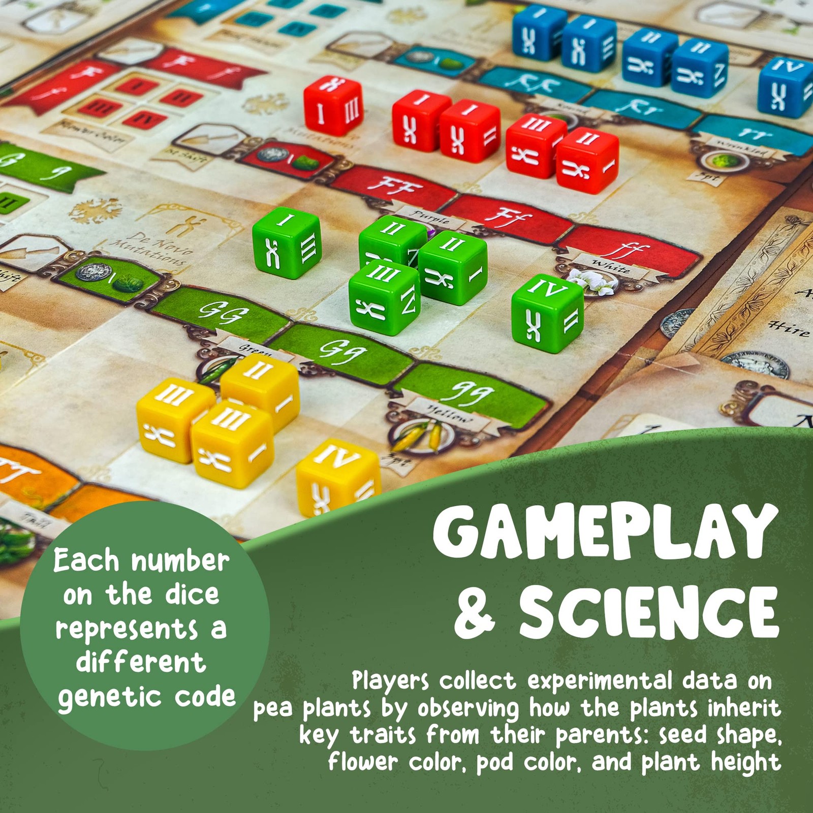 Genotype: Mensa Award Winning Genetics Board Game about Mendel’s Pea Plants
